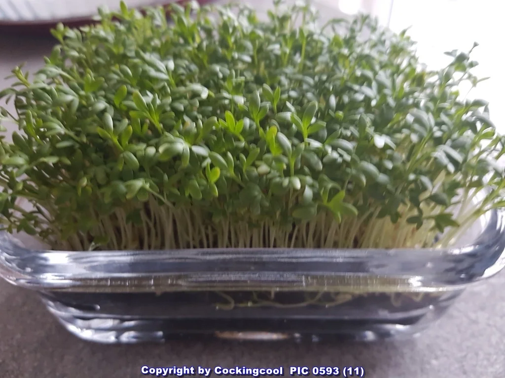 Dry Aged Club Steak à la Biggi - Rezept - Bild Nr. 5410