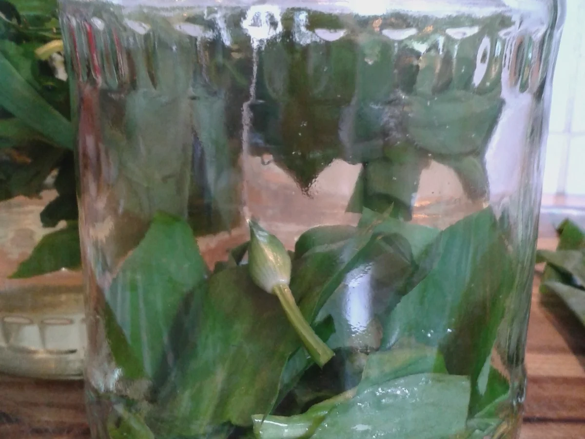 Bärlauch-Essig - Rezept - Bild Nr. 3