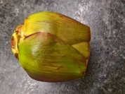 Artischocken - Nudelfleckerl - Pfanne - Rezept - Bild Nr. 5469