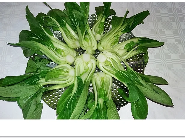 Pak Choi mit ➯ Reis und ➯ Samthaube - Rezept - Bild Nr. 5488