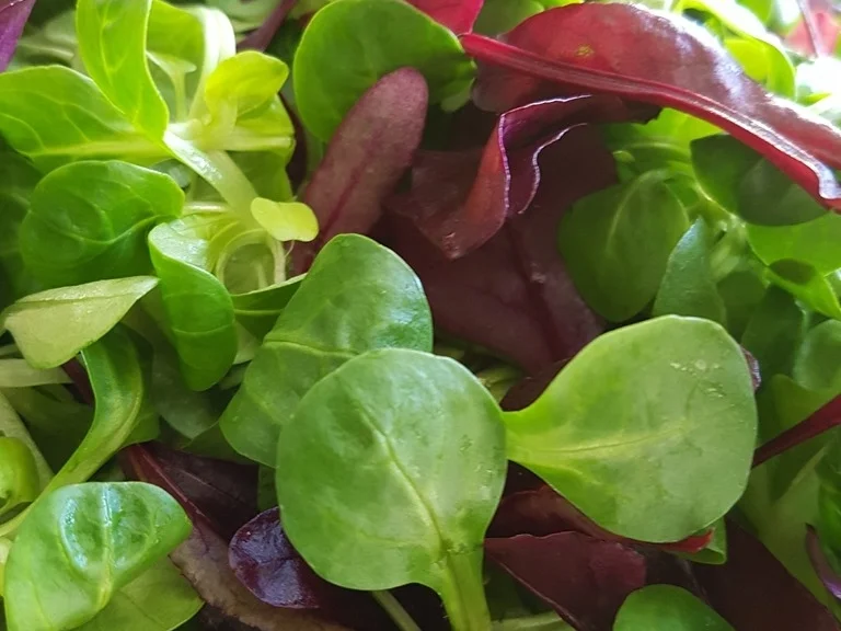 Bunt gemischter Frühjahrs Salat mit süss-saurem Dressing - Rezept - Bild Nr. 3