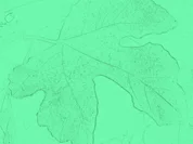 kleine Tarte -Tartins - Rezept - Bild Nr. 2