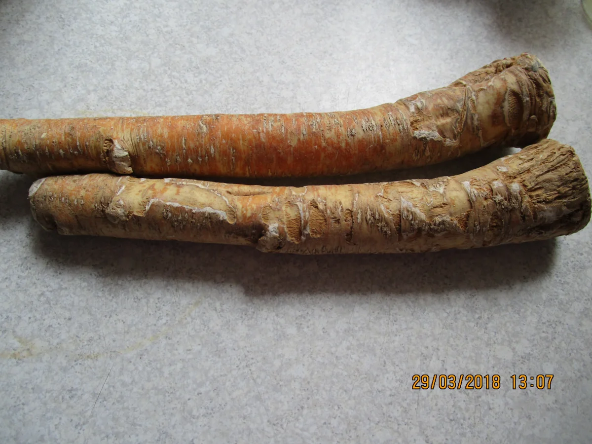 Sahnemeerrettich - Rezept - Bild Nr. 5530