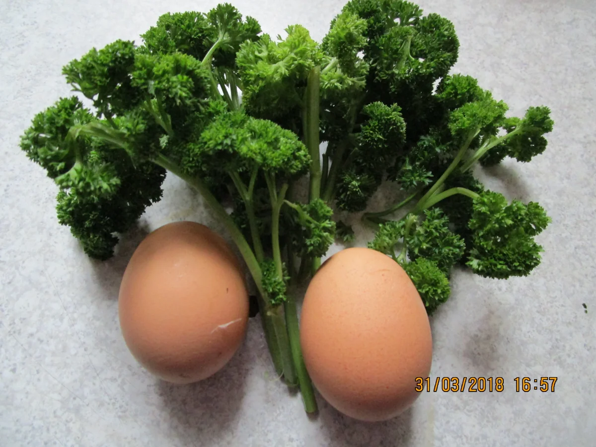 Zanderfilet mit selbstgemachter Meerrettichsauce - Rezept - Bild Nr. 5560