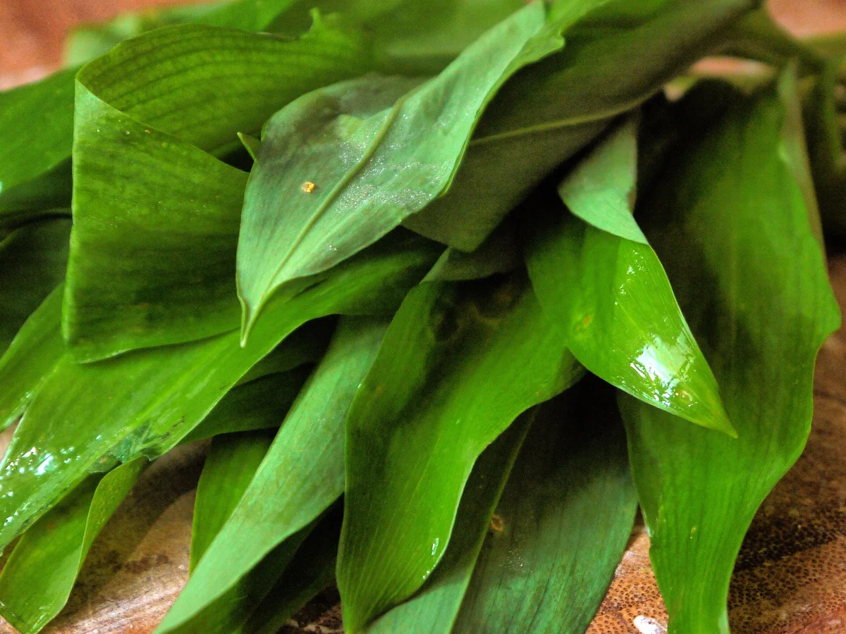 Bärlauch-Dipp - Rezept - Bild Nr. 5616