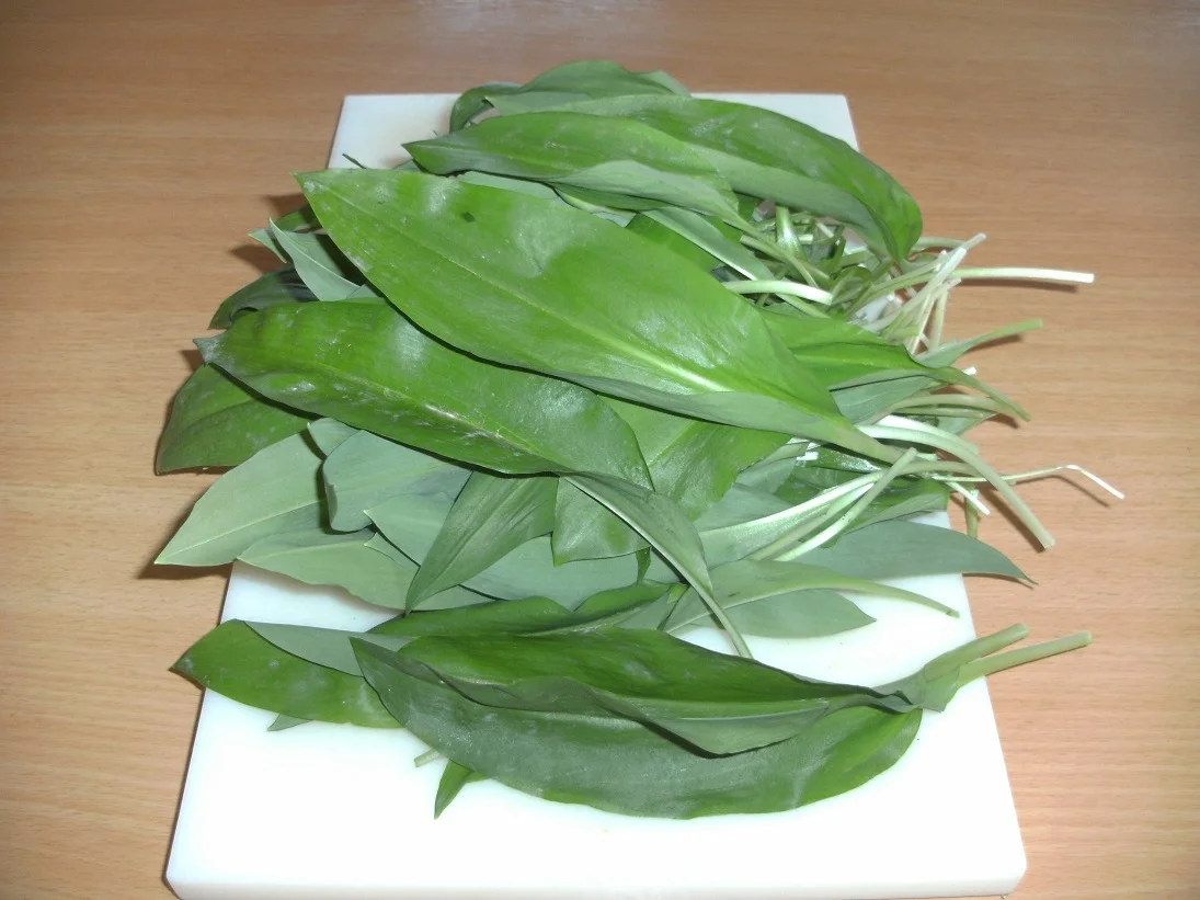 Bärlauchöl - Rezept - Bild Nr. 5637