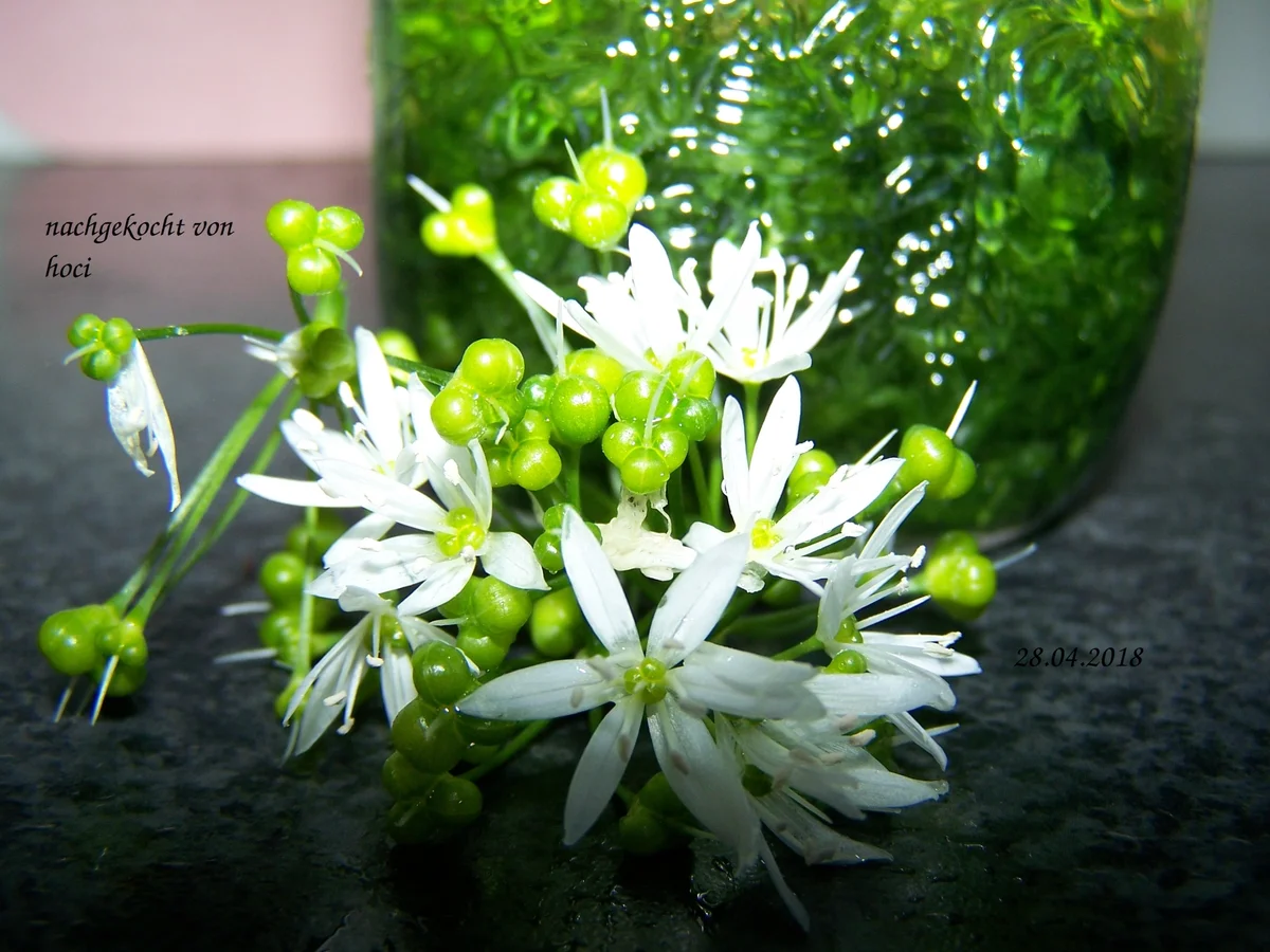 Bärlauchöl - Rezept - Bild Nr. 5644