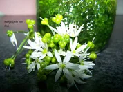 Bärlauchöl - Rezept - Bild Nr. 5644