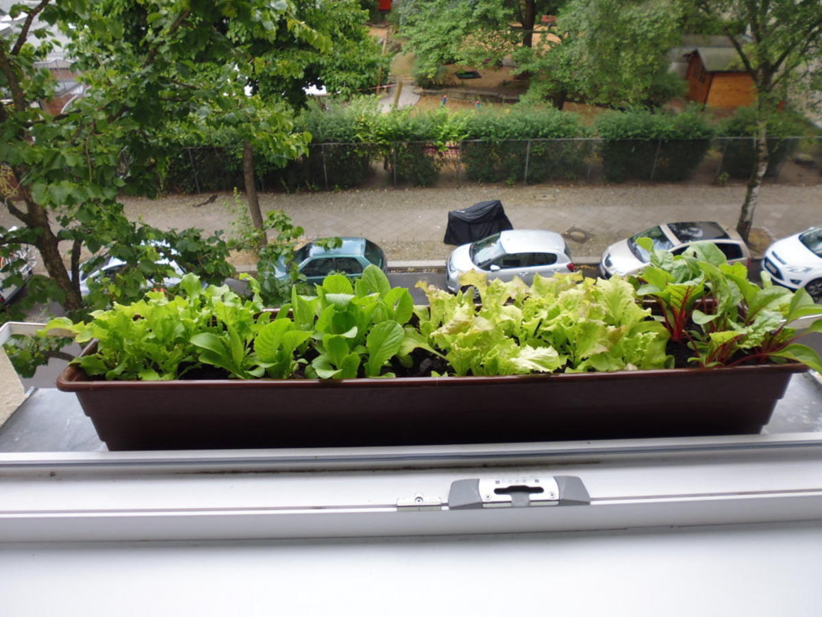 Dinkelsalat mit Salat von der Fensterbank - Rezept - Bild Nr. 5701