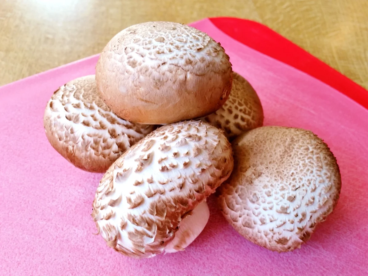 Rezept: Zwiebelsoße mit Champignons - ein Grundrezept Bild Nr. 5704 Zwiebelsoße mit Champignons - ein Grundrezept - Rezept - Bild Nr. 5704