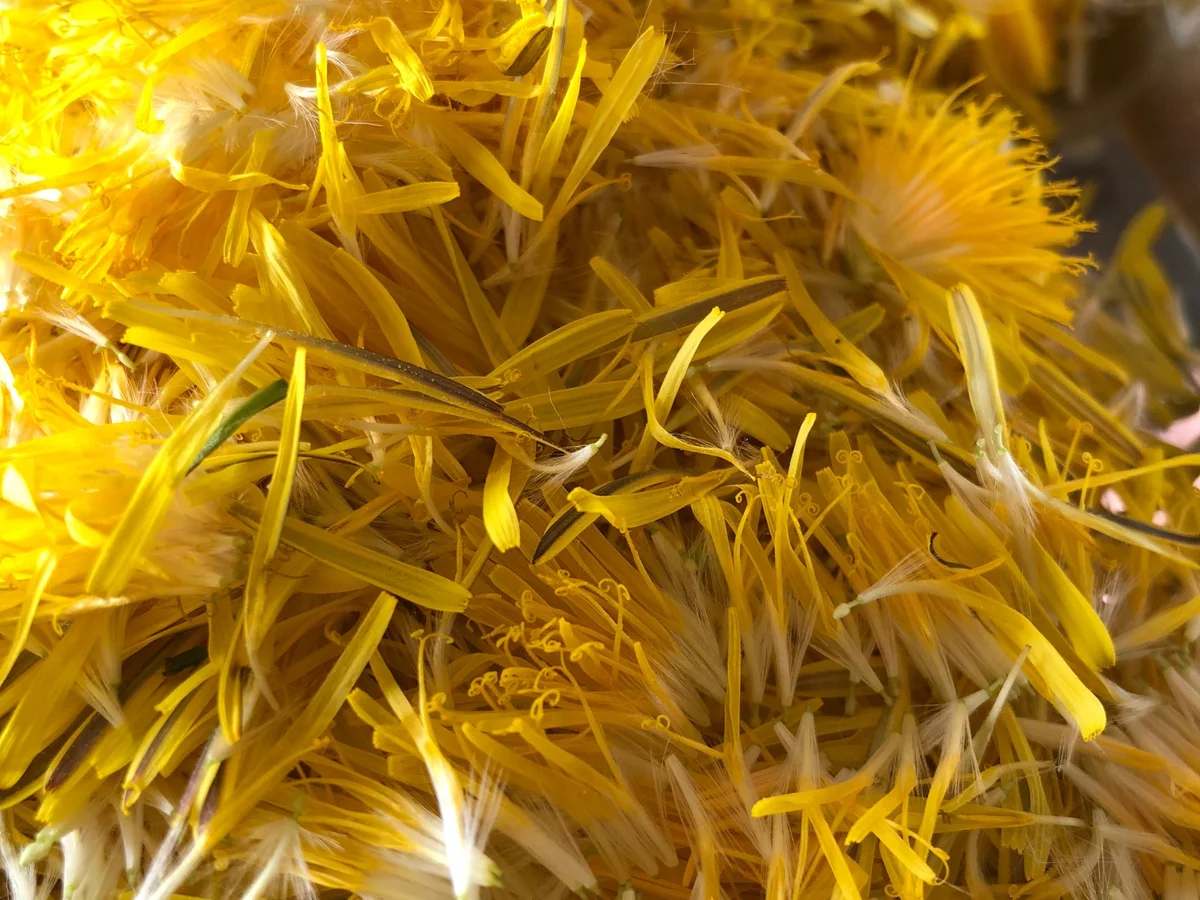 Rezept: Löwenzahnhonig Bild Nr. 5722 Löwenzahnhonig - Rezept - Bild Nr. 5722