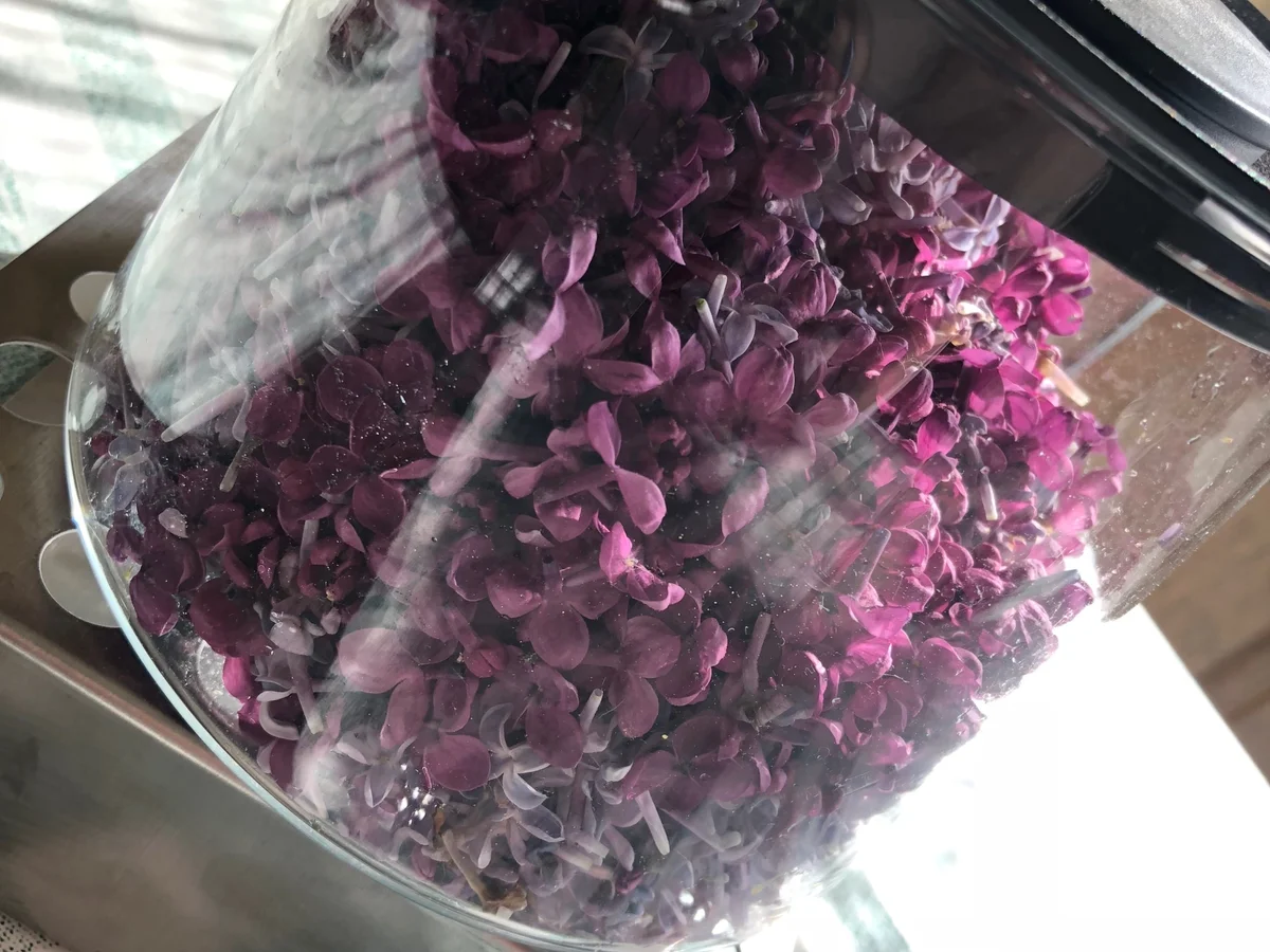 Fliedergelee - Rezept - Bild Nr. 4