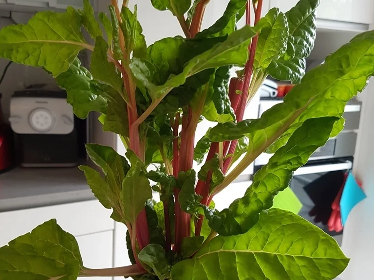 Rezept: Schwarzer Reis und rote Linsen Salat Bild Nr. 5760 Schwarzer Reis und rote Linsen Salat - Rezept - Bild Nr. 5760