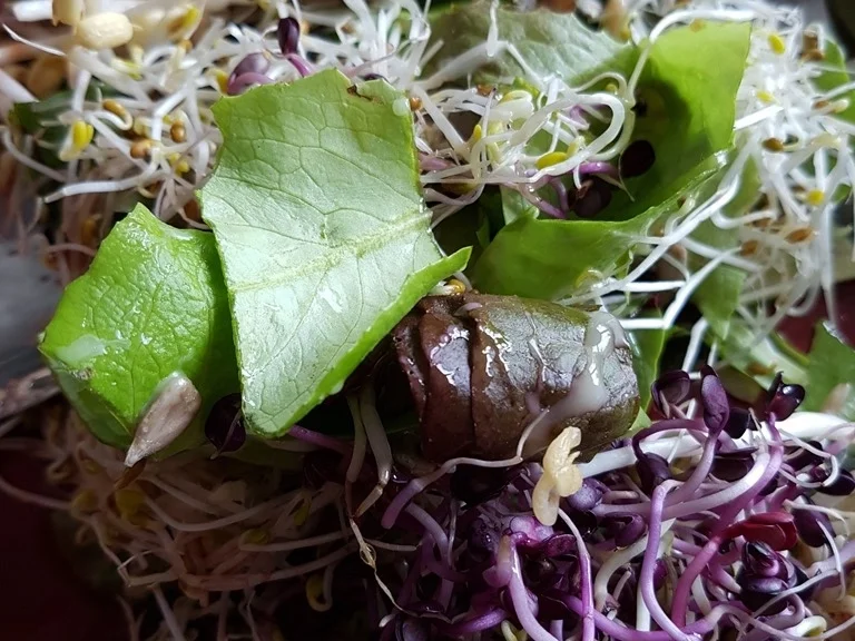 Süsskartoffel- Sprossen- Körner Sauerampfer und Babysalat Blätter - Rezept - Bild Nr. 5768