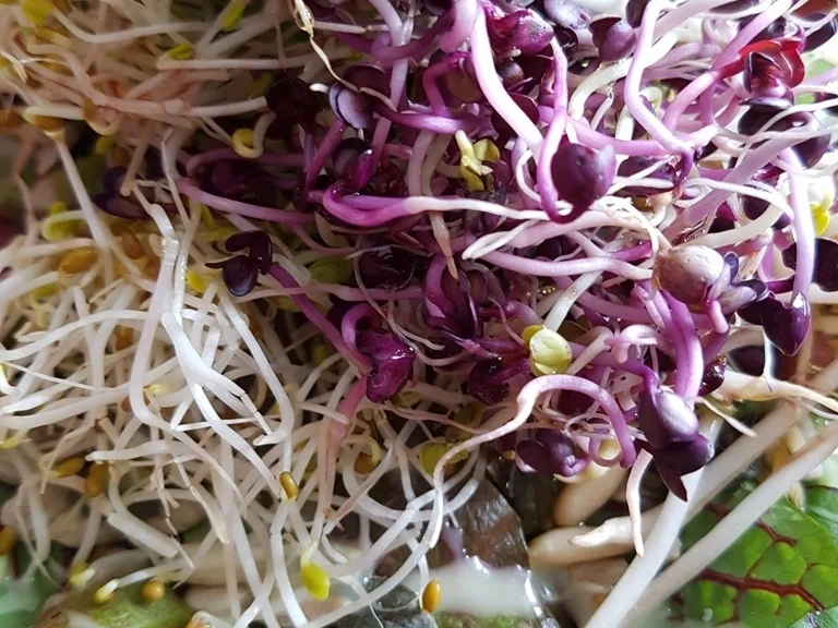 Süsskartoffel- Sprossen- Körner Sauerampfer und Babysalat Blätter - Rezept - Bild Nr. 5773