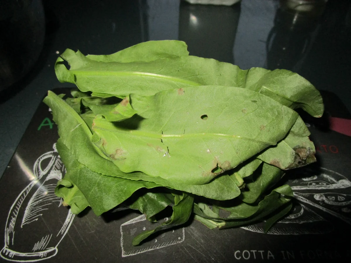 Sauerampferquark - Rezept - Bild Nr. 5816