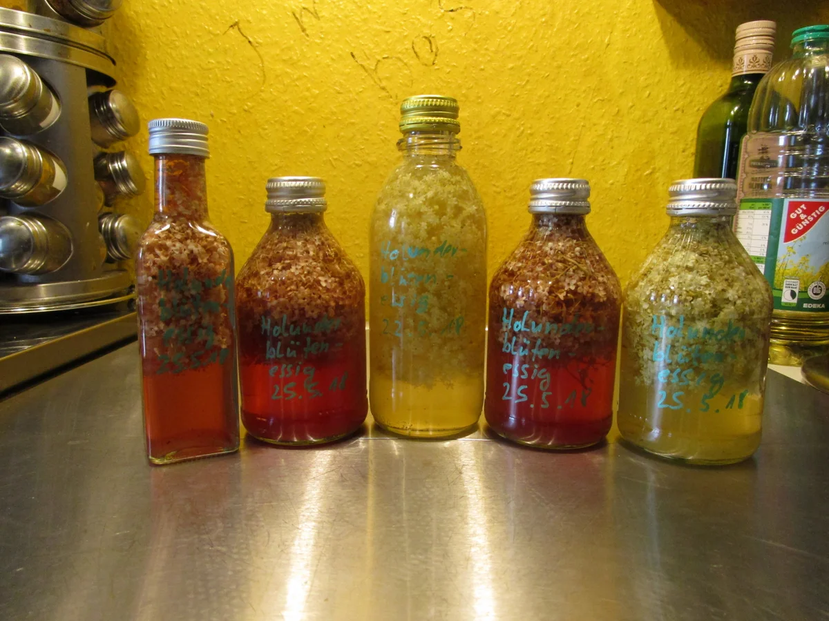 Rezept: Holunderblütenessig Bild Nr. 2 Holunderblütenessig - Rezept - Bild Nr. 2