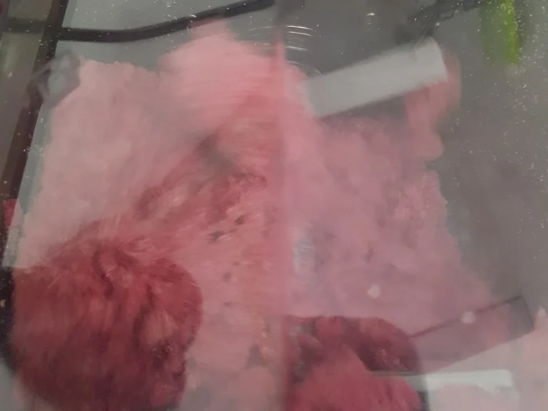 Ravioli (Rote Bete) mit Mozarella und Bärlauchemulsion - Rezept - Bild Nr. 5836