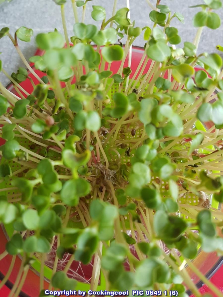 Einfach nur Salat (naja alles aus dem Garten) mit Brot - Rezept - Bild Nr. 5845