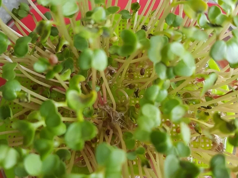 Einfach nur Salat (naja alles aus dem Garten) mit Brot - Rezept - Bild Nr. 5845