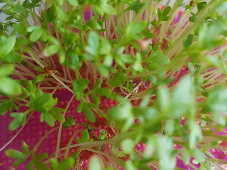Einfach nur Salat (naja alles aus dem Garten) mit Brot - Rezept - Bild Nr. 5847