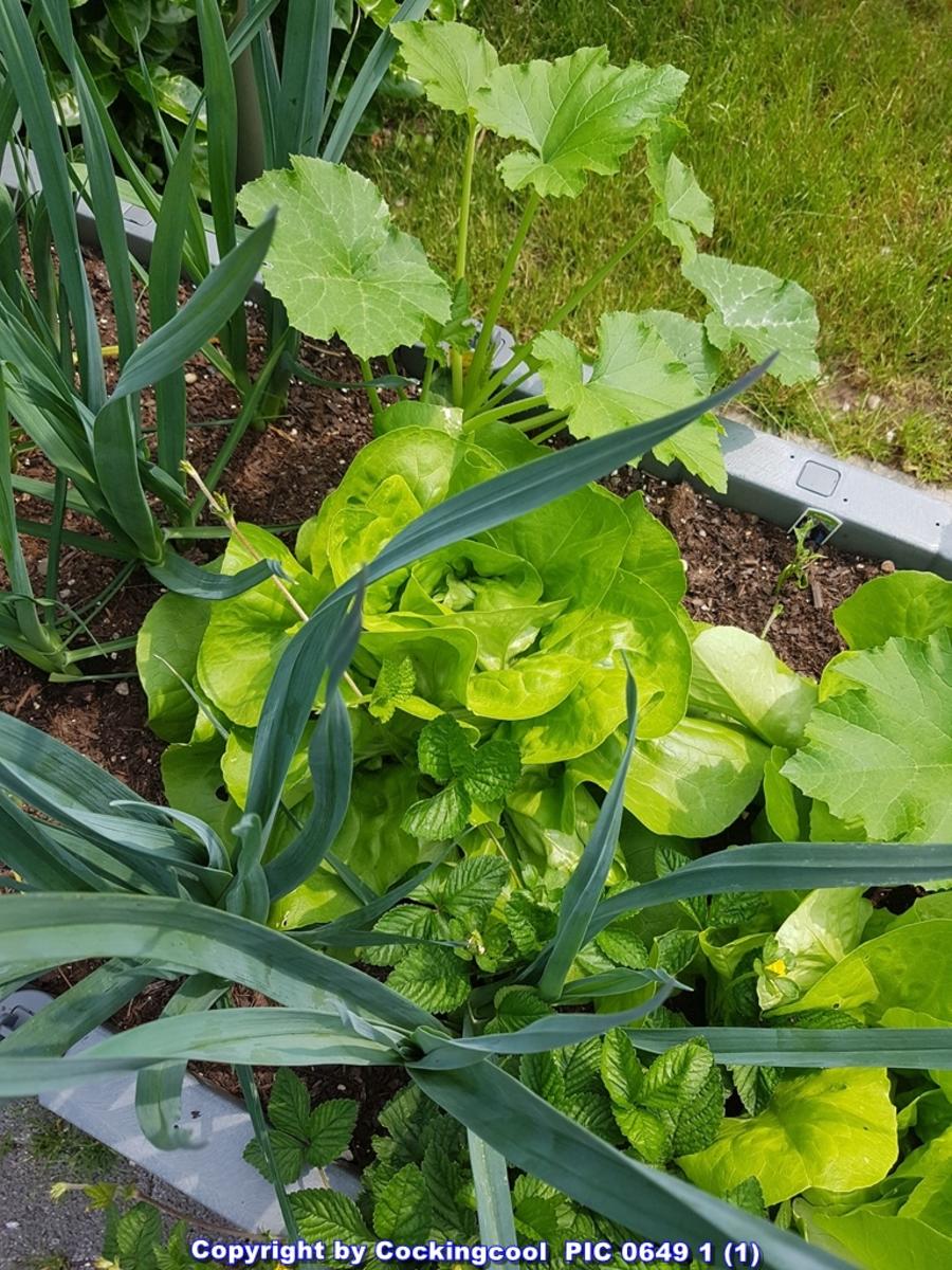 Einfach nur Salat (naja alles aus dem Garten) mit Brot - Rezept - Bild Nr. 5849