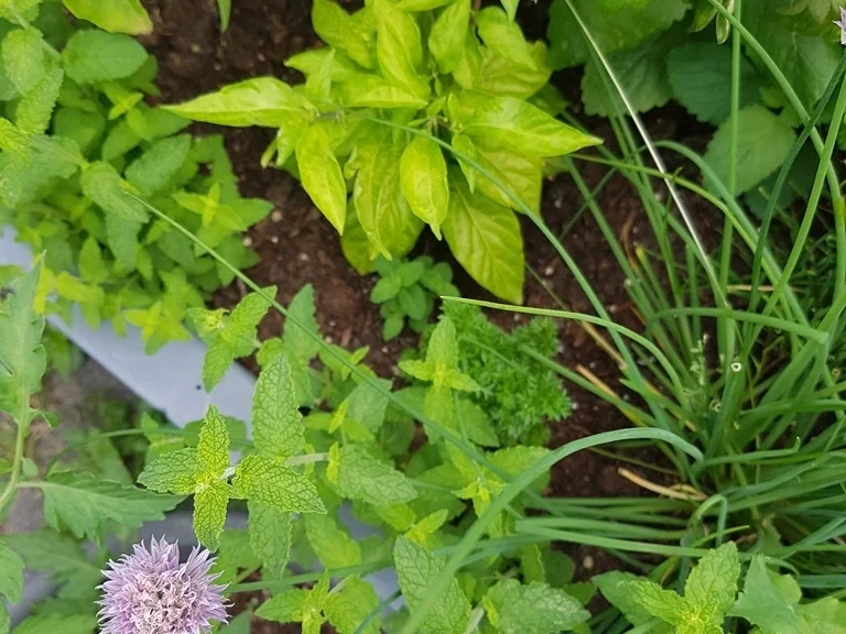 Einfach nur Salat (naja alles aus dem Garten) mit Brot - Rezept - Bild Nr. 5851