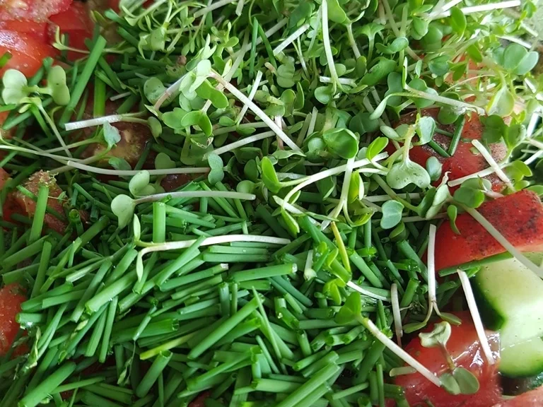 Einfach nur Salat (naja alles aus dem Garten) mit Brot - Rezept - Bild Nr. 5852