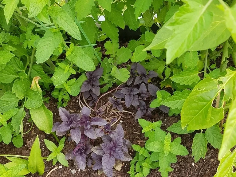 Einfach nur Salat (naja alles aus dem Garten) mit Brot - Rezept - Bild Nr. 5853