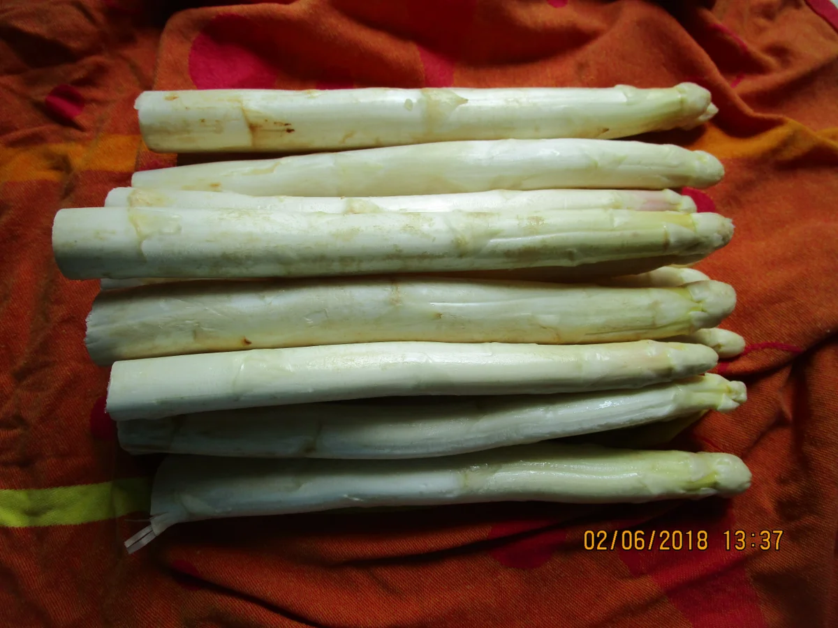 Rezept: Auflauf: Spargel mit Schinken und Käse-Sahne-Sauce Bild Nr. 5844 Auflauf: Spargel mit Schinken und Käse-Sahne-Sauce - Rezept - Bild Nr. 5844