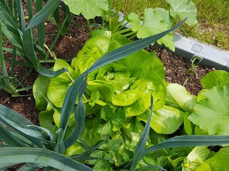 Sommer Lauchsalat mit frisch geerntetem "Jungem Porreè " - Rezept - Bild Nr. 3
