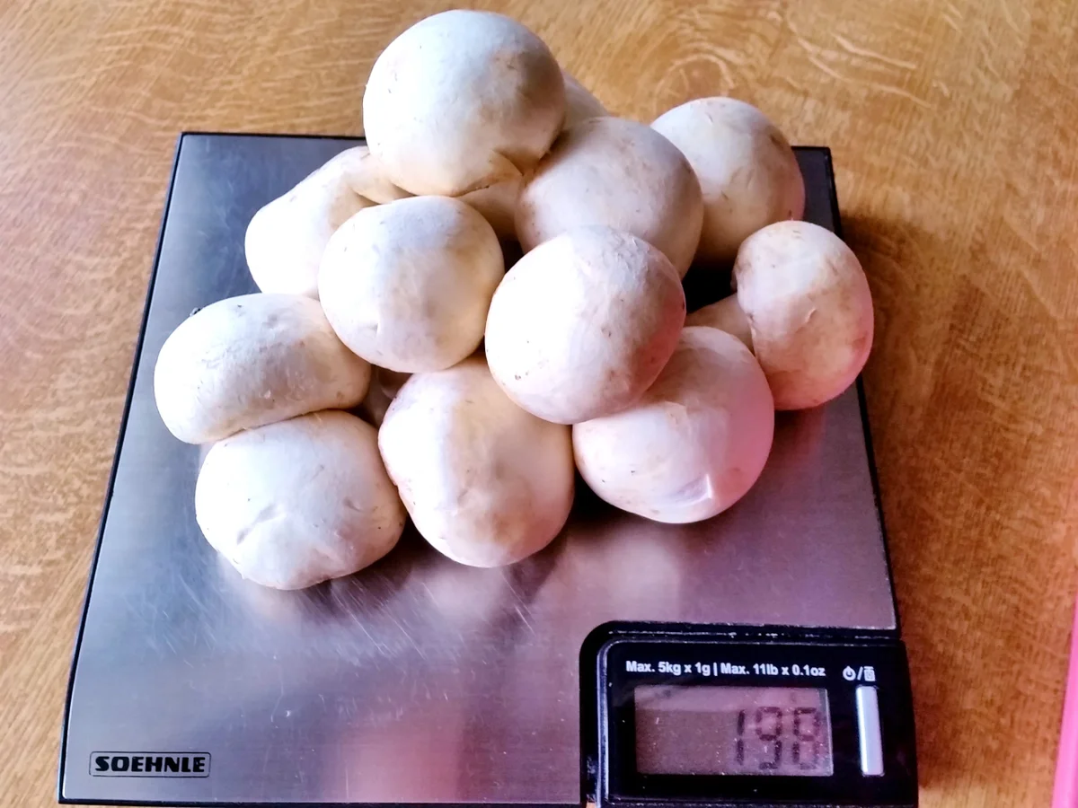 Lieblings-Champignons in Kräuterrahm - Rezept - Bild Nr. 5889