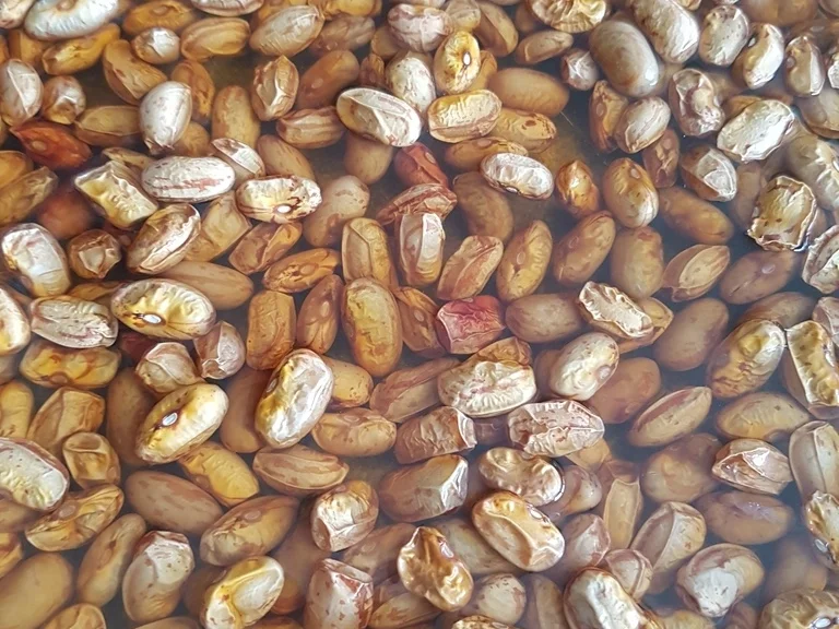 Rezept: Wachtelbohnen Salat heute als Hauptspeise Bild Nr. 5915 Wachtelbohnen Salat heute als Hauptspeise - Rezept - Bild Nr. 5915