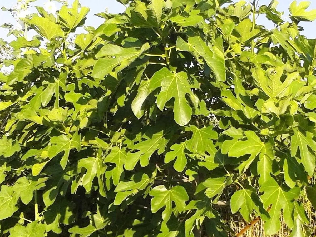 Rezept: Feigen - Konfitüre Bild Nr. 2 Feigen - Konfitüre - Rezept - Bild Nr. 2