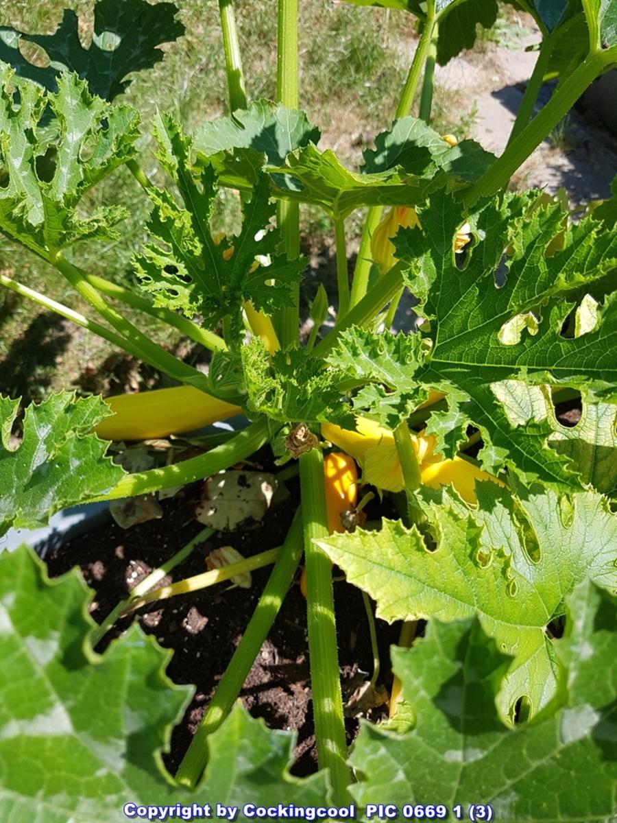 Süss-Sauer eingelegte "rohe Zucchini" aus dem Garten - Rezept - Bild Nr. 6033