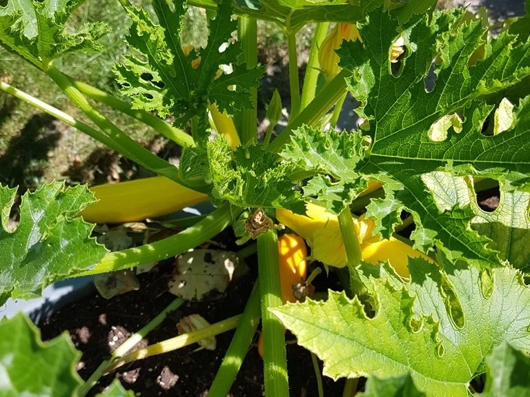 Süss-Sauer eingelegte "rohe Zucchini" aus dem Garten - Rezept - Bild Nr. 6033