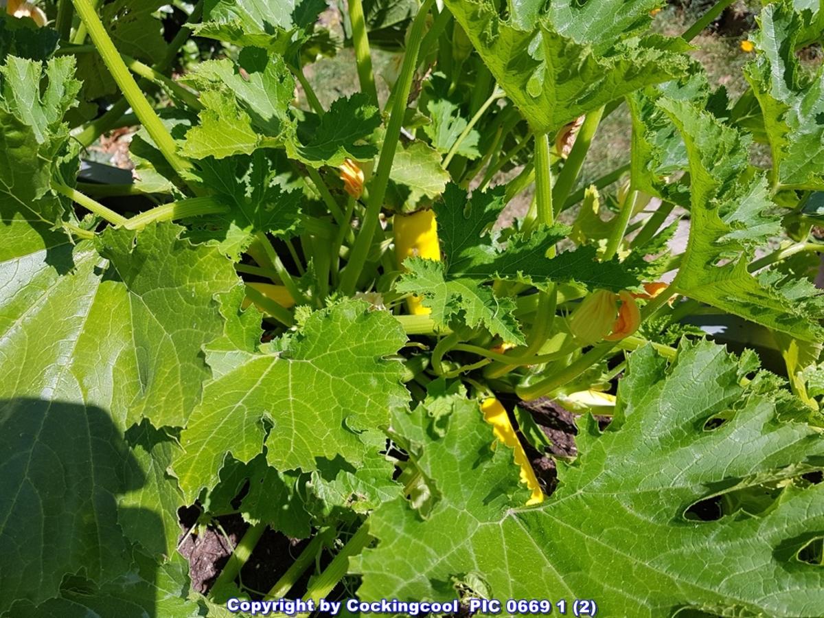 Süss-Sauer eingelegte "rohe Zucchini" aus dem Garten - Rezept - Bild Nr. 6034