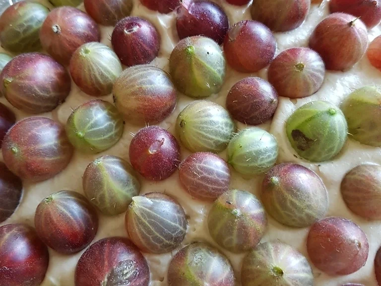 Biggi`s Spezial EIS = Eistorte - Rezept - Bild Nr. 6063