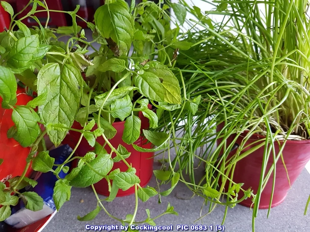 Rezept: Bauernsalat einfach und schnell angerichtet Bild Nr. 6093 Bauernsalat einfach und schnell angerichtet - Rezept - Bild Nr. 6093