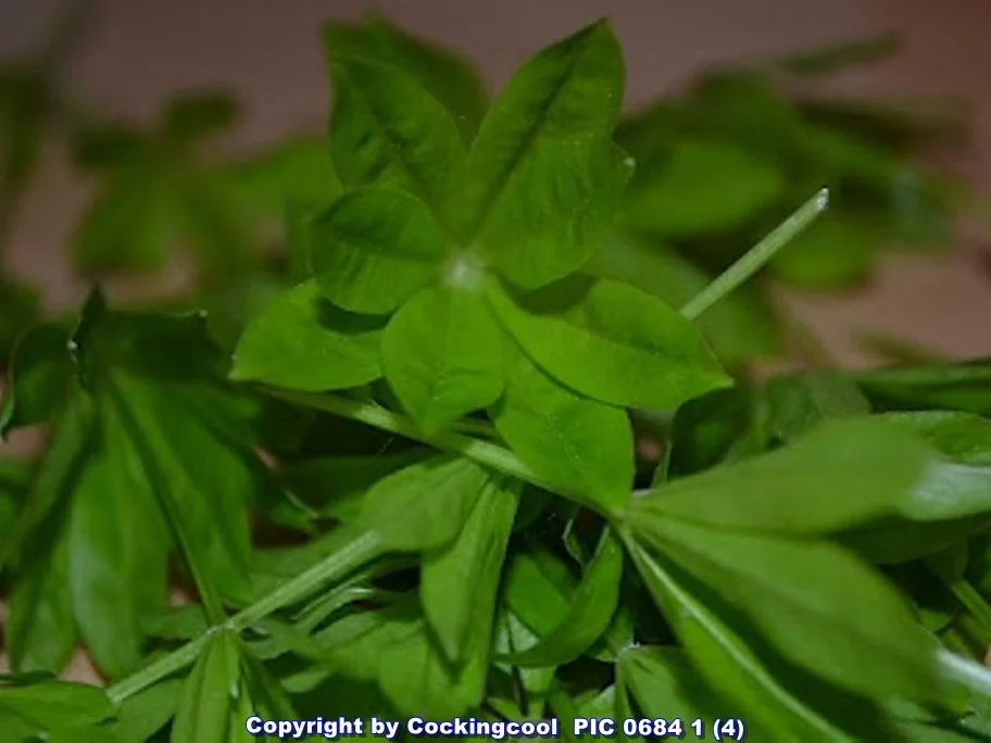 Rezept: Waldmeistereis Bild Nr. 3 Waldmeistereis - Rezept - Bild Nr. 3