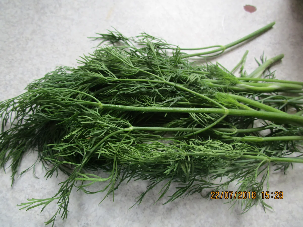 Rezept: Eingemachtes: süß-sauer eingelegte Zucchini Bild Nr. 6123 Eingemachtes: süß-sauer eingelegte Zucchini - Rezept - Bild Nr. 6123