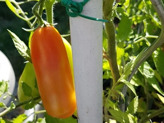 Rezept: Tomatensalat schnell zubereitet und im Geschmack sehr erfrischend Bild Nr. 6112 Tomatensalat schnell zubereitet und im Geschmack sehr erfrischend - Rezept - Bild Nr. 6112