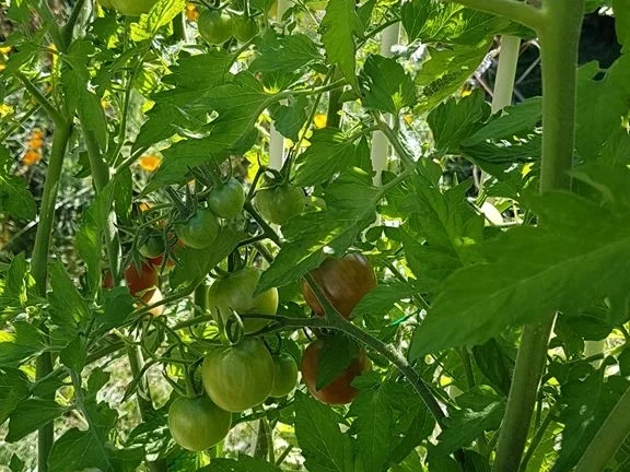Rezept: Tomatensalat schnell zubereitet und im Geschmack sehr erfrischend Bild Nr. 6113 Tomatensalat schnell zubereitet und im Geschmack sehr erfrischend - Rezept - Bild Nr. 6113