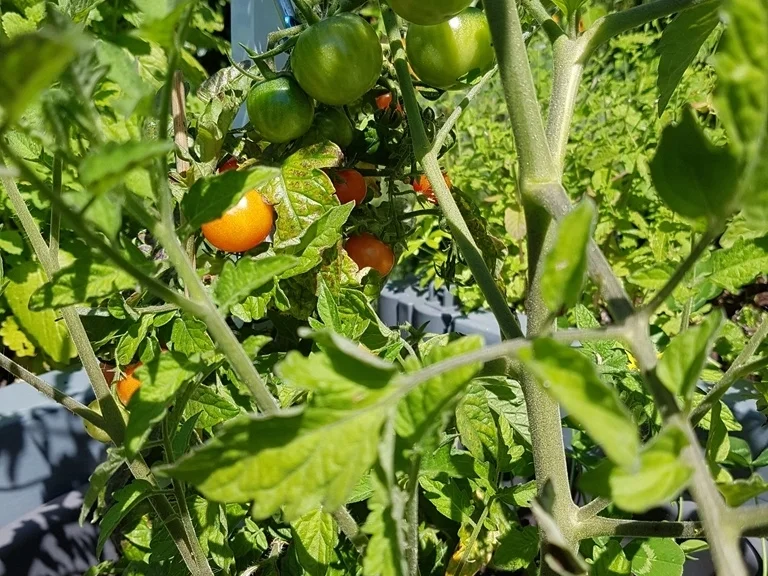 Rezept: Tomatensalat schnell zubereitet und im Geschmack sehr erfrischend Bild Nr. 6114 Tomatensalat schnell zubereitet und im Geschmack sehr erfrischend - Rezept - Bild Nr. 6114