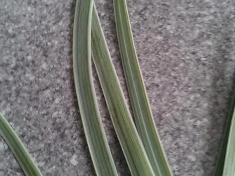 Zaziki 2.0 - Rezept - Bild Nr. 6114