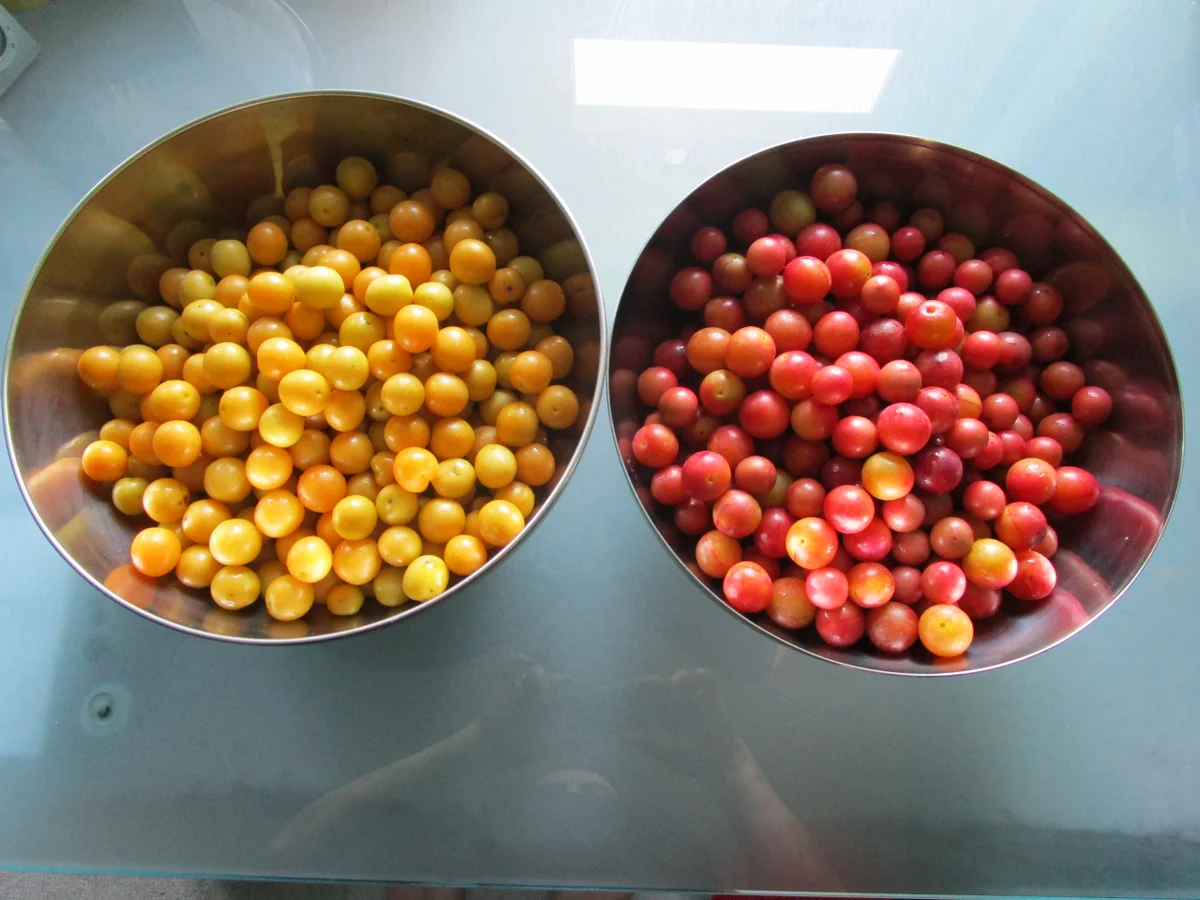 Kirschpflaumensaft mit Brombeeren - Rezept - Bild Nr. 6166