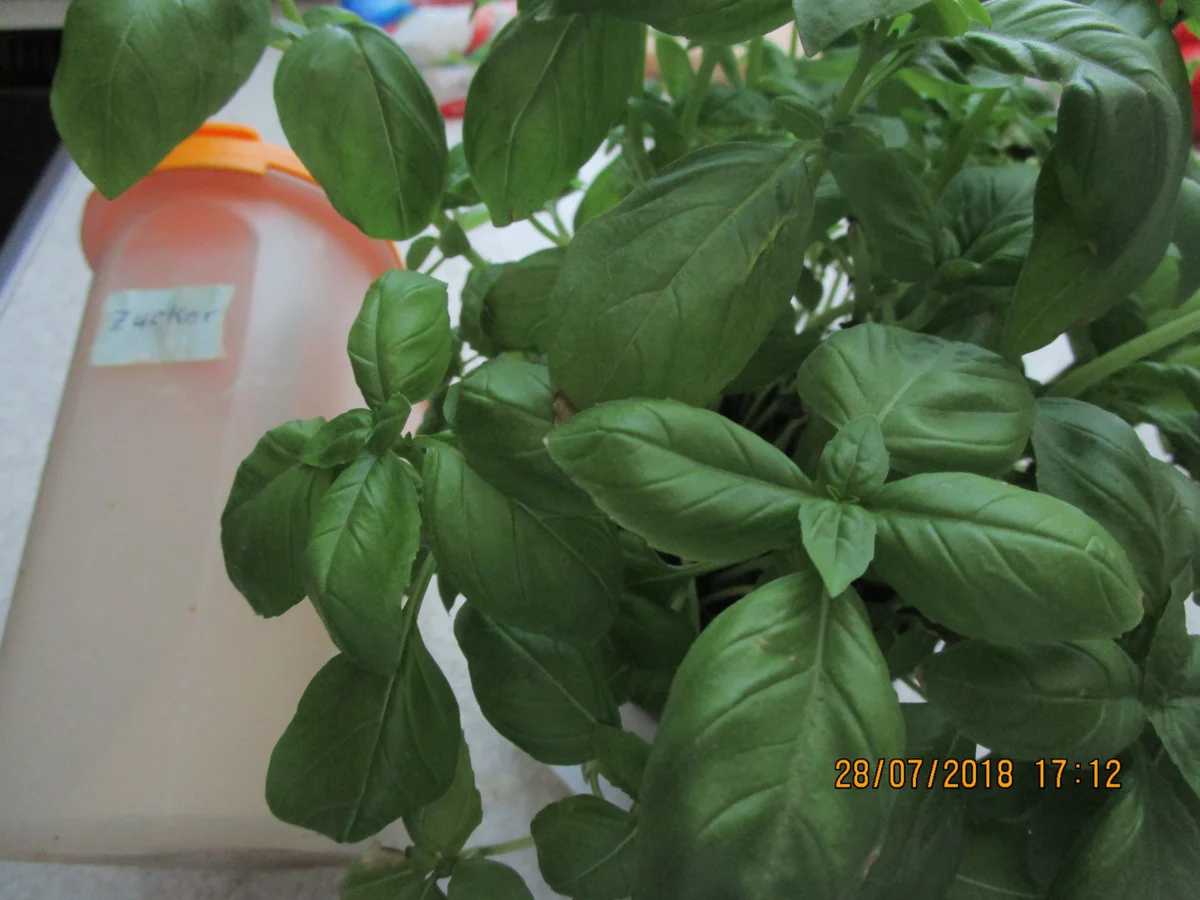 Cremiger Auflauf mit Tomaten/Nudeln und Mozzarellla - Rezept - Bild Nr. 6171