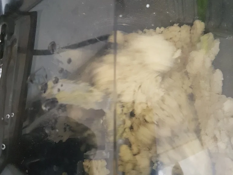 Estragon Senf Bandnudeln - Rezept - Bild Nr. 6171