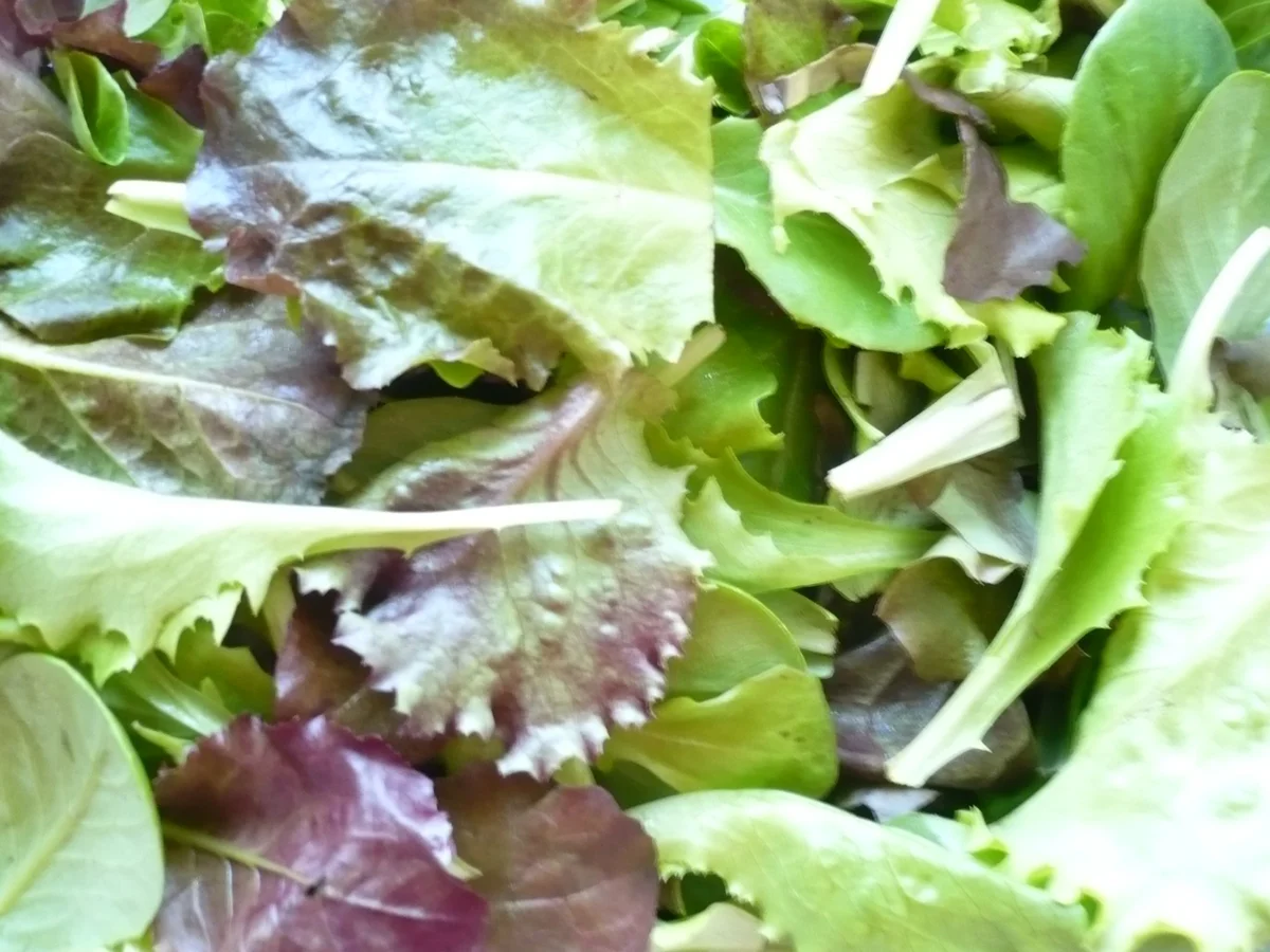 Rezept: Mango Salat Bild Nr. 6232 Mango Salat - Rezept - Bild Nr. 6232