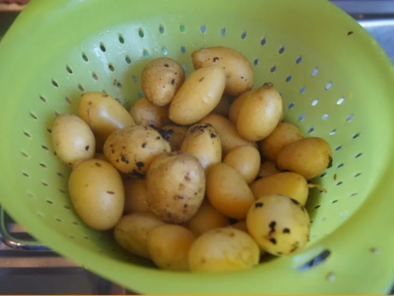 Sahne-Heringsfilets mit Drillingen - Rezept - Bild Nr. 6233